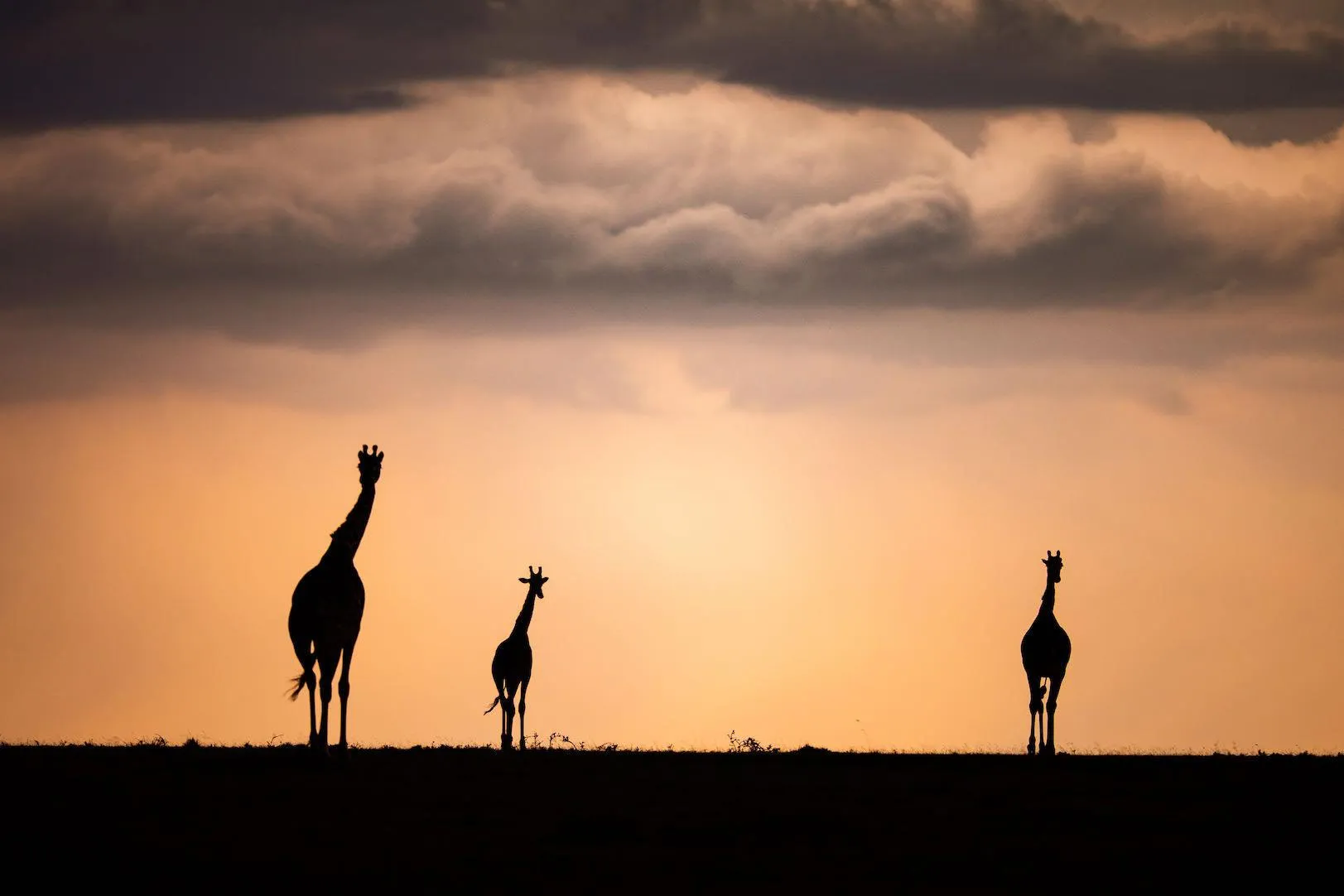 Giraffe Silhouette